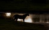Yala National Park